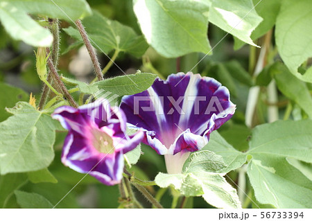 花壇の夏の花 あさがお アサガオ 大阪府枚方市の写真素材