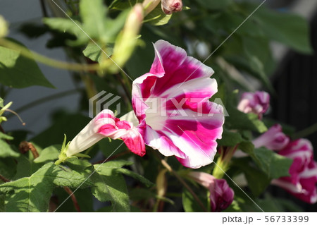 花壇の夏の花 あさがお アサガオ 大阪府枚方市の写真素材