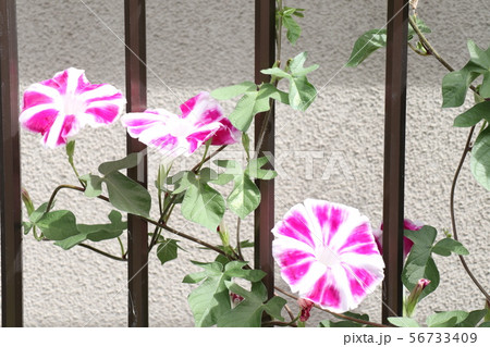 花壇の夏の花 あさがお アサガオ 大阪府枚方市の写真素材
