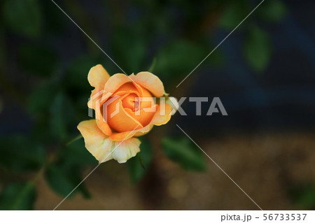 バラ 56733537