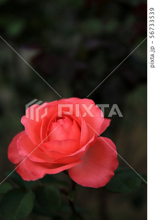 バラ 56733539