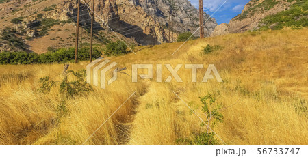 Yellow grass growing in Provo Canyon pano Yellow grass growing in Provo Canyon pano 56733747