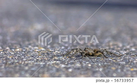 Unique wolf spider crawling on sunny road in Utah Unique wolf spider crawling on sunny road in Utah 56733957