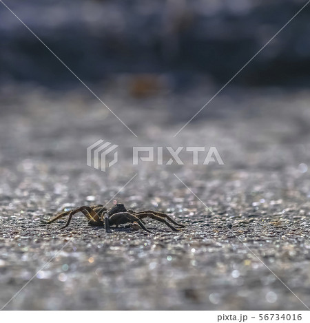 The unique wolf spider on rough and gray surface The unique wolf spider on rough and gray surface 56734016