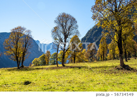 maple trees at Ahornboden, Karwendel mountains, Tyrol, Austria 56734549