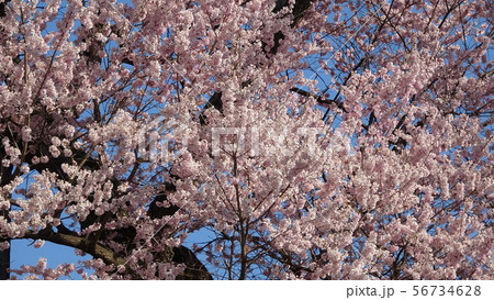 茶園の桜(福島県・二本松市) 茶園の桜(福島県・二本松市) 56734628