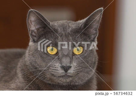 Beautiful Chartreux breed cat Beautiful Chartreux breed cat 56734632