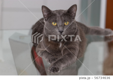 Beautiful Chartreux breed cat 56734636