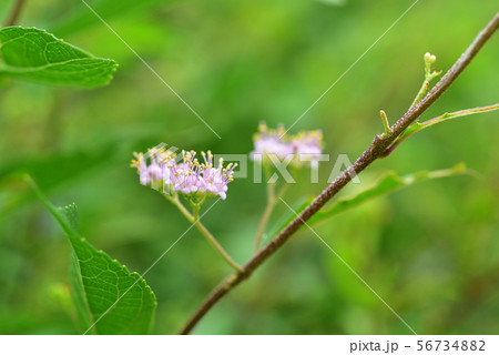 ムラサキシキブの花 ムラサキシキブの花 56734882