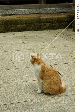 猫 56735030