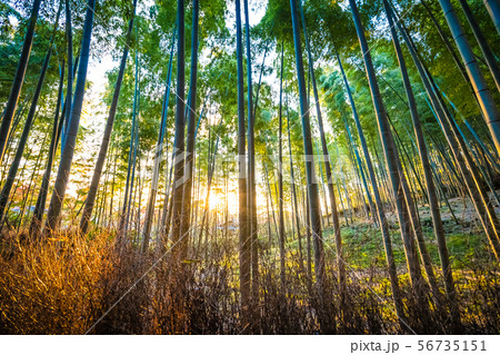 Beautiful bamboo grove tree in arashiyama Beautiful bamboo grove tree in arashiyama 56735151
