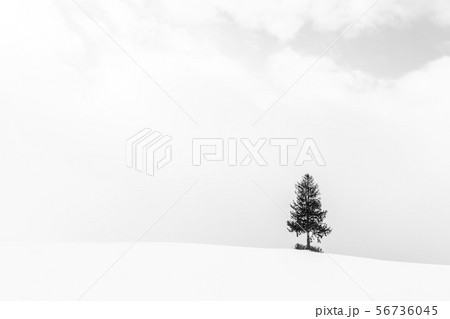 Beautiful landscape with lonely tree in snow winter season 56736045