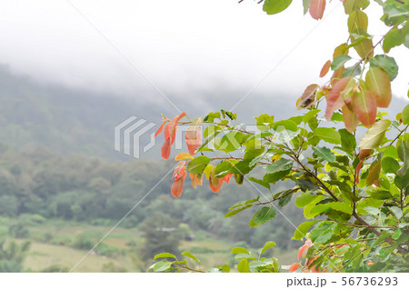 cloud ,tree and mountain background cloud ,tree and mountain background 56736293