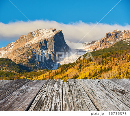Aspen grove at autumn in Rocky Mountains 56736373