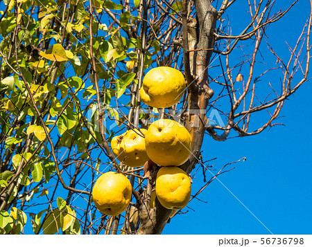 花梨の実 56736798