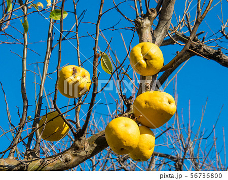 花梨の実 56736800