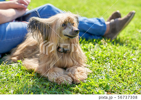 3D Continental Toy Spaniel Papillon Dog Shaped Animal Ring in Silver