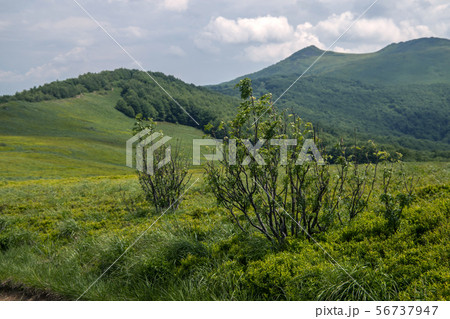panorama of Bieszczady mountains in Poland 56737947