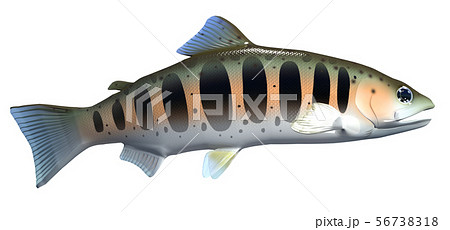 山女魚 山女魚 56738318