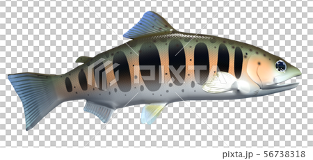 山女魚 山女魚 56738318