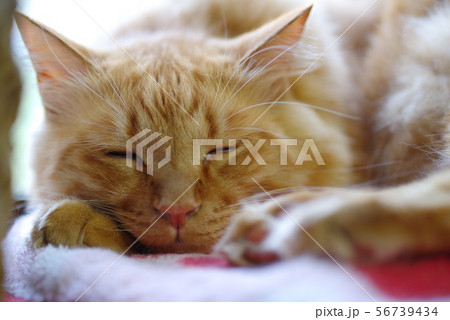 ちゃとら 56739434