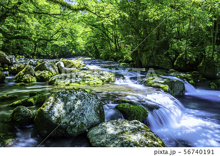 新緑が美しい菊池渓谷 新緑が美しい菊池渓谷 56740191