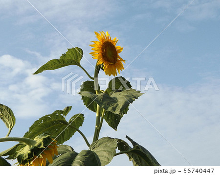 夏の大きな黄色い花はヒマワリの花 56740447