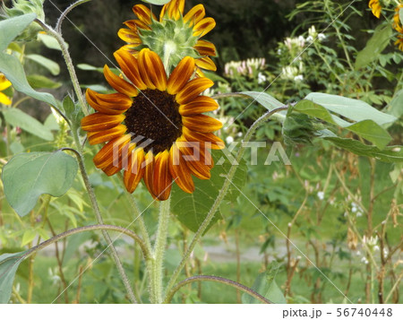 夏の大きな赤色の花はヒマワリの花 56740448