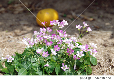 萩かんきつ公園の蜜柑と花 56740778