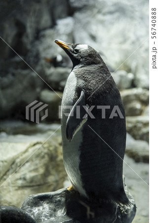オウサマペンギン 56740888