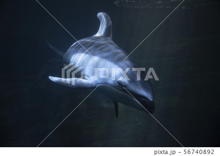 カマイルカ 56740892