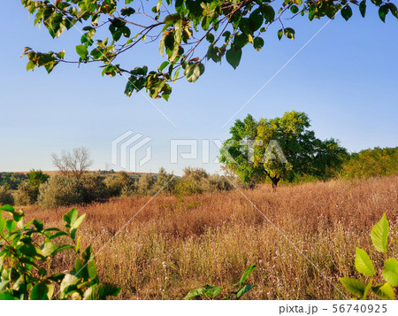 Autumn season landscape with a tree in a meadow of Autumn season landscape with a tree in a meadow of 56740925