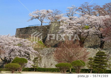 桜と小峰城(福島県・白河市) 桜と小峰城(福島県・白河市) 56741569