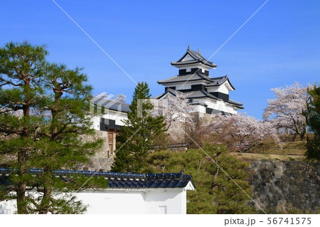 桜と小峰城（福島県・白河市） 56741575