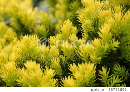 きんきゃら 56741891