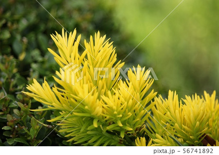 きんきゃら 56741892