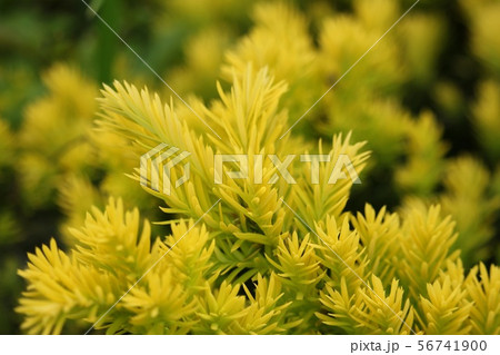 きんきゃら きんきゃら 56741900