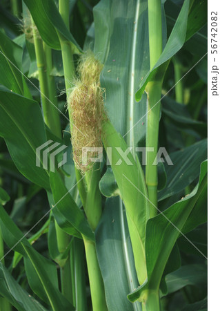 デントコーン　栃木県真岡市 56742082