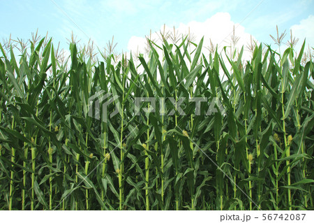デントコーン　栃木県真岡市 56742087