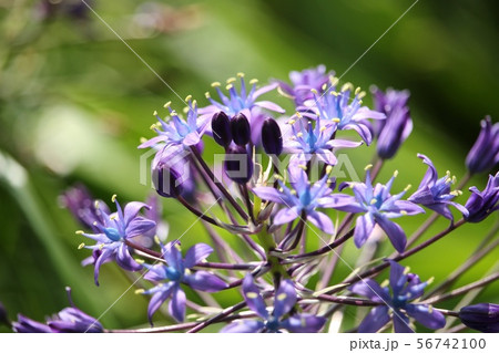 おおつるぼ おおつるぼ 56742100