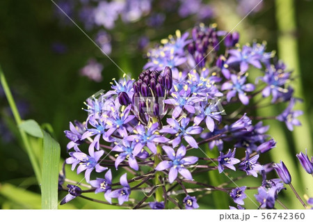 おおつるぼ 56742360