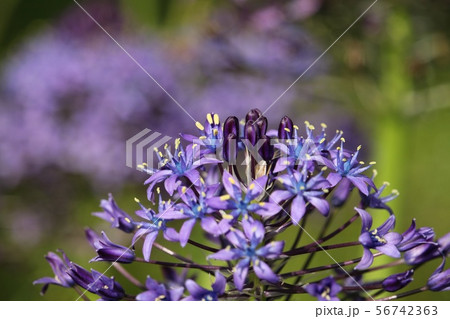 おおつるぼ おおつるぼ 56742363