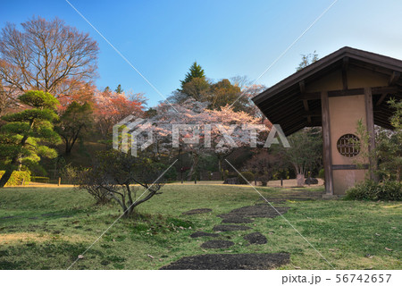 桜と休息所 桜と休息所 56742657