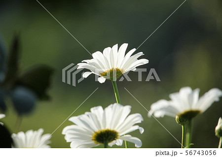 マーガレット 56743056