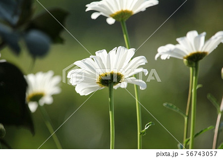 マーガレット 56743057