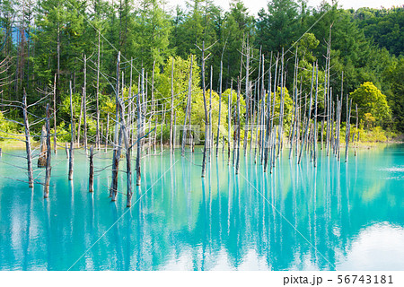 北海道 美瑛町 青い池 北海道 美瑛町 青い池 56743181