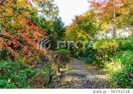 日向大神宮の参道 日向大神宮の参道 56743238