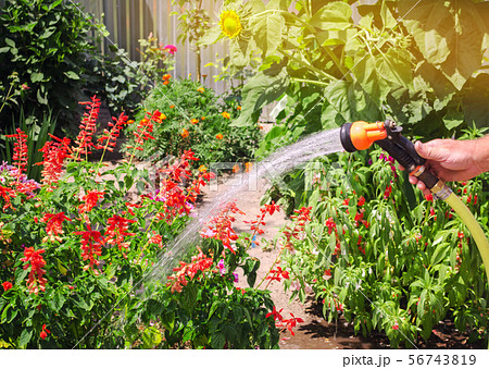 A gardener with a watering hose A gardener with a watering hose 56743819