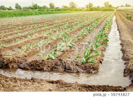 Planting seedlings cabbage in the field Planting seedlings cabbage in the field 56743827