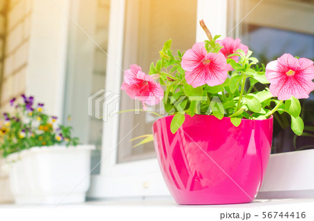 A pot of pink petunias stands on the window 56744416
